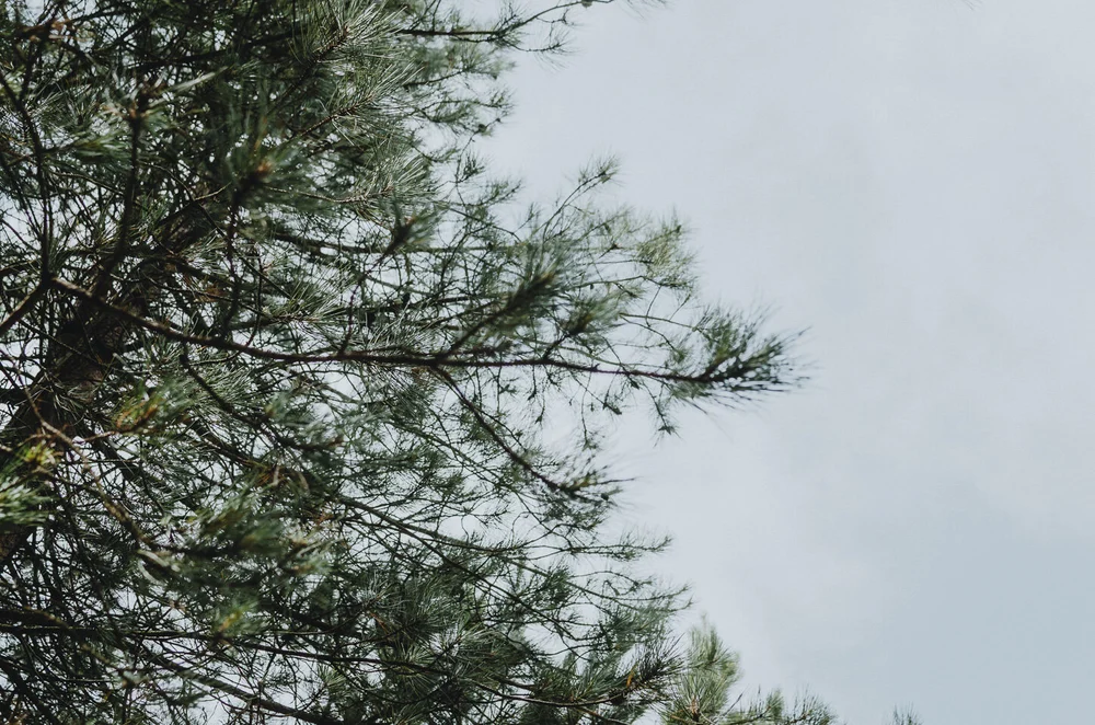 Pine tree