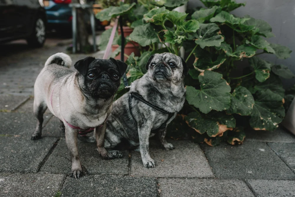 Two dogs sitting next to a plant in the street in Haarlem
