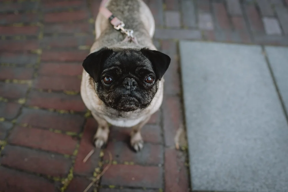 Family photoshoot with dogs in Haarlem by Vicky McLachlan Photography | Adi_4