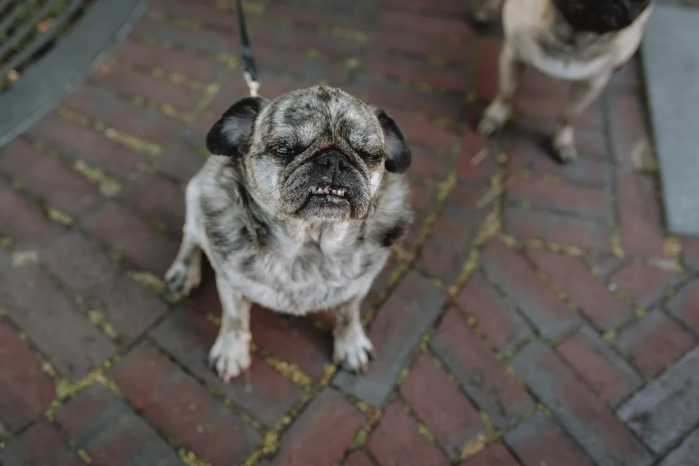 Family photoshoot with dogs in Haarlem by Vicky McLachlan Photography | Adi_10