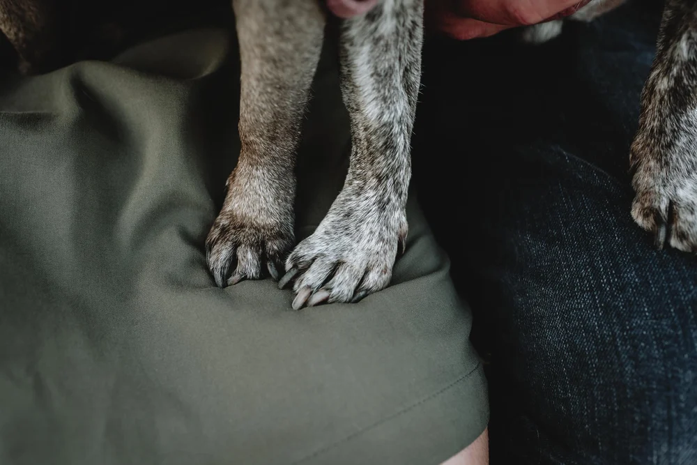 Family photoshoot with dogs in Haarlem by Vicky McLachlan Photography | Adi_8